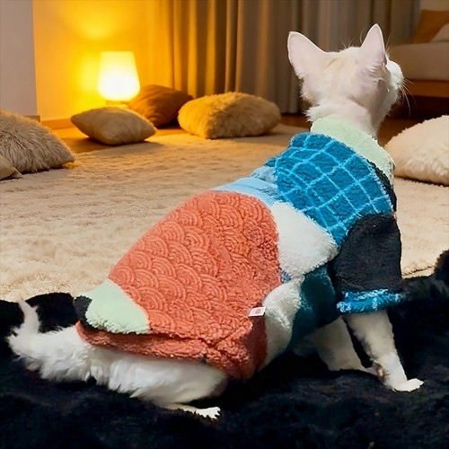 Winter sphynx cats - cats, soft