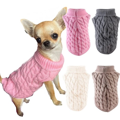 Classic solid chihuahua puppy - classic,