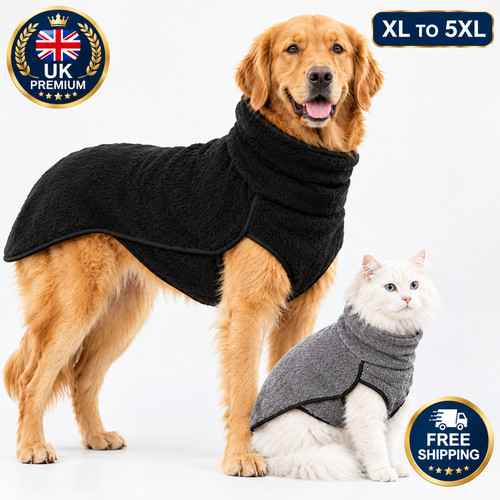 Pet dog winter - pet, high
