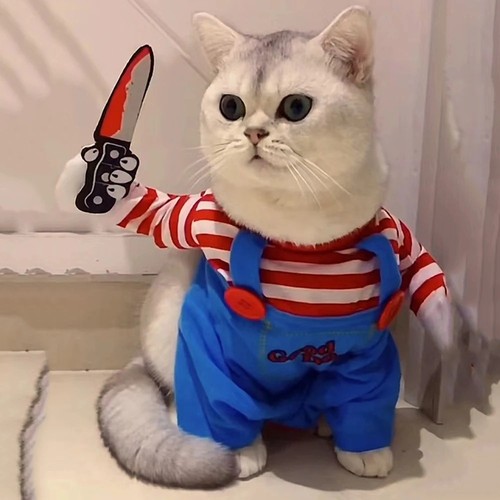 Pet costume funny cat - funny,