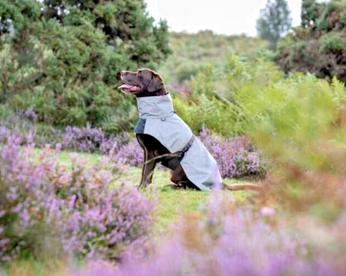 Rukka pets dog - rukka,