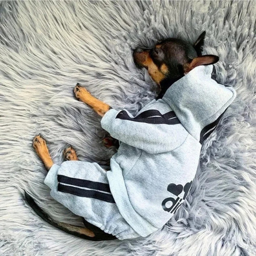 Pet dog jumpsuit - dog, clothes