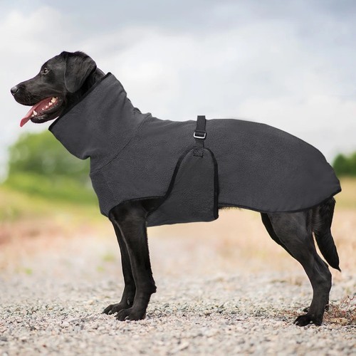 Dog pet whippet - whippet, jacket